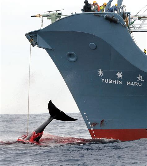 iwc moratorium|Commercial Whaling: Fallen Out of Time .